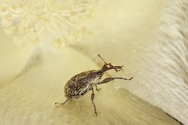 Female cotton boll weevil