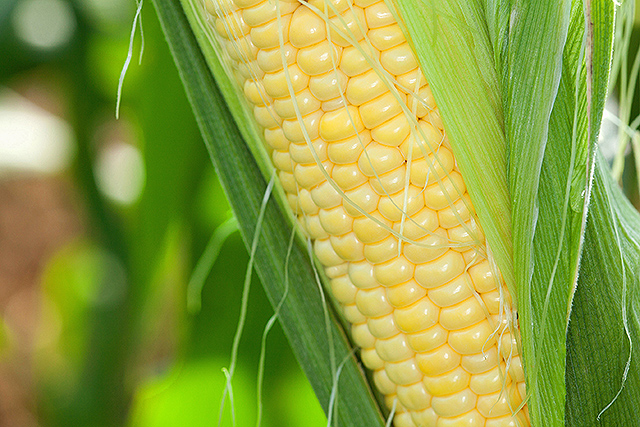An ear of sweet corn