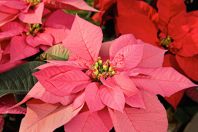 Pink and red poinsettia plants