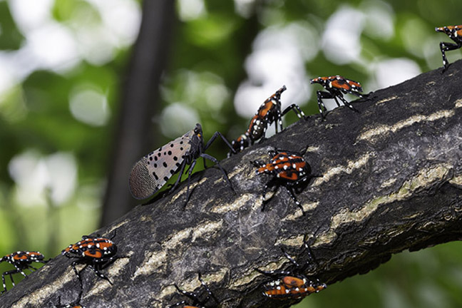 An adult spotted lanternfly with red-and-white nymphs