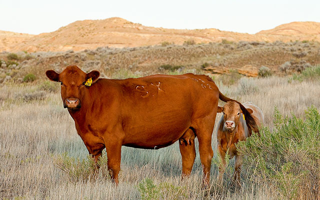 A cow and calf