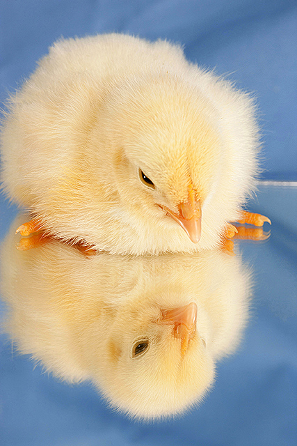 A chick gazes at its reflection in a mirror.

