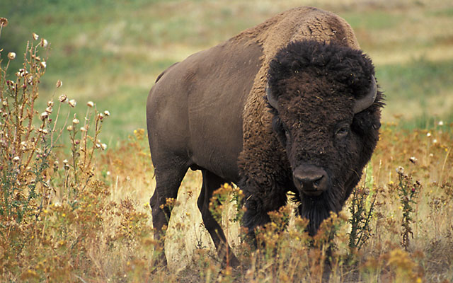 An American bison stands on rangeland.