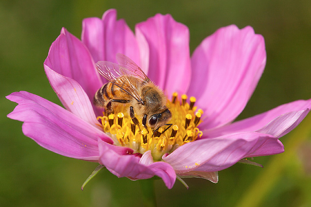 Honey bee on a Cosmos bipinnatus