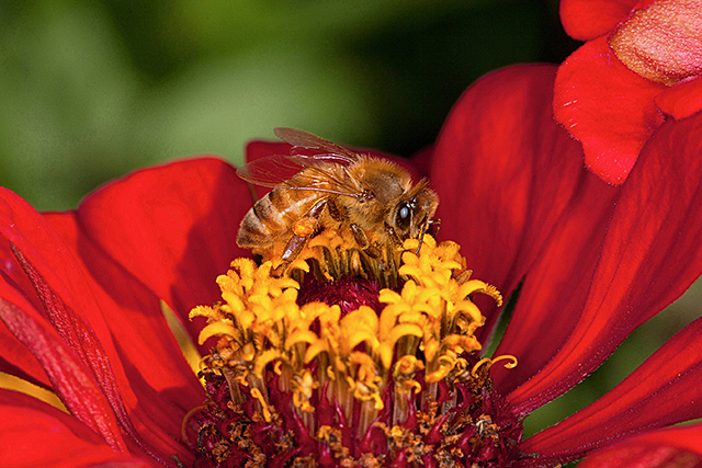 Honey bee on red zinnia flower