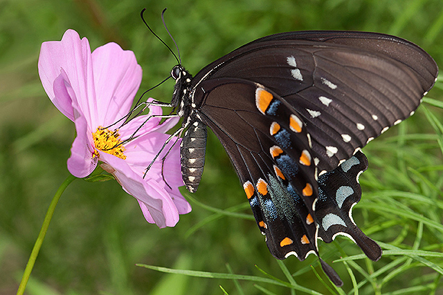 A black swallowtail butterfly feeds on a pink cosmos flower