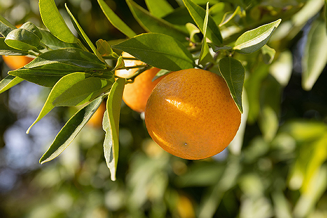 Oranges growing on a tree.