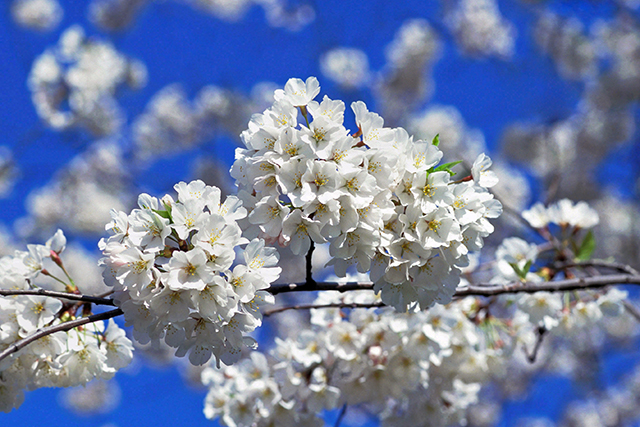 apanese cherry blossoms