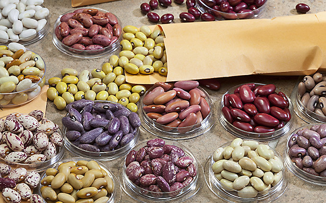  A variety of different colored Andean beans.