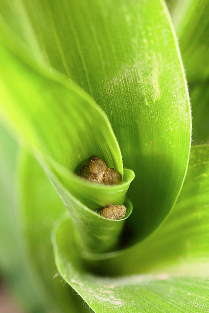 Nontoxigenic A. flavus bioplastic granules between corn leaves