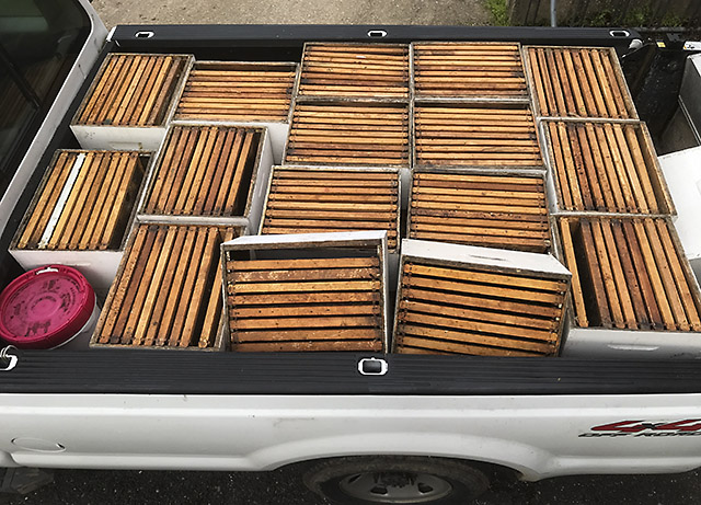 Hive boxes in the bed of a pickup truck