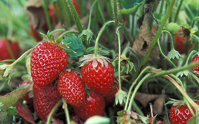 Strawberries growing