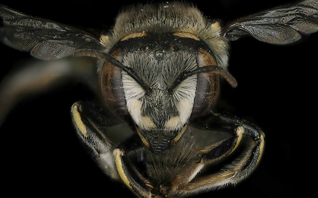 female Anthidium maculifrons bee.