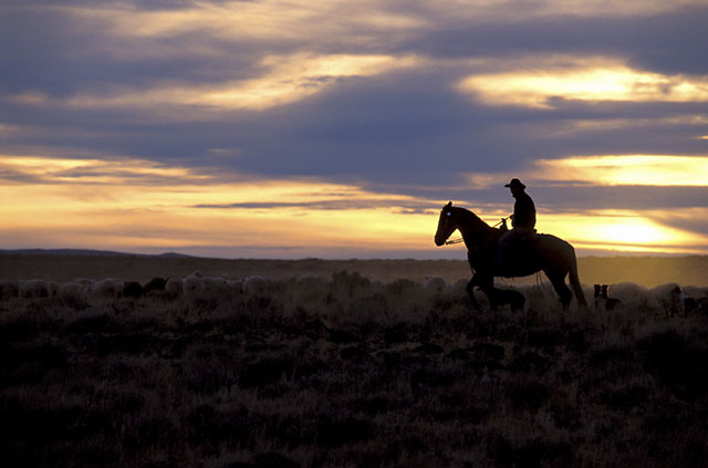 A cowboy riding at sunset