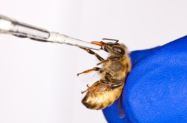 A honey bee being inoculated