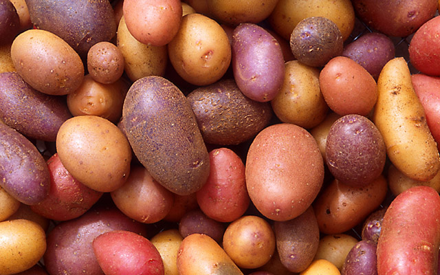 A variety of multi-colored potatoes.