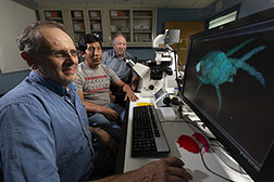Three scientists looking at screen showing a microscopic image of a plant-feeding mite