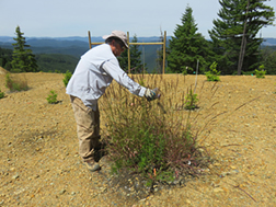 Mark Johnson (US EPA, Corvallis, OR) examines the herbaceous plants in the biochar amended plots