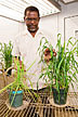 Agronomist inspecting wheat plants grown in biosolid-amended soils.