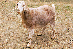 A tan goat