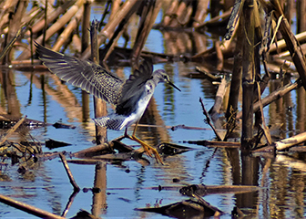 Lesser Yellowlegs bird landing in a flooded cornfield.