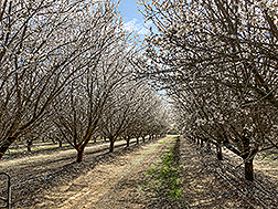 An almond orchard with drip irrigation