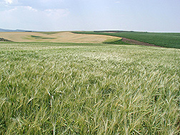 An Idaho field of low-phytate, hulless barley.