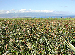A field of pineapples in Hawaii