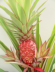 Saigon Red miniature pineapple