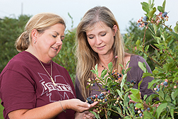 Scientists examine Baldwin blueberries on a blueberry bush