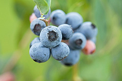 Mature Brightwell blueberries