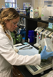 ARS food technologists preform a sensory panel taste test fo catfish samples