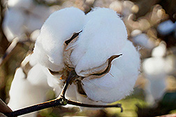 A cotton boll