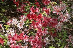 Striped flowers of a hybrid ‘Glenn Dale’ azalea