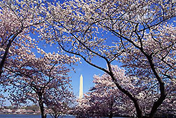 The Washington Monument is framed by resplendent ‘Yoshino’ cherry trees