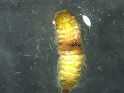 Translucent white nematodes emerging from an insect host