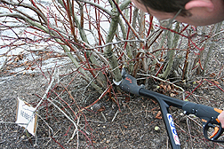 Pruning of highbush blueberry plant.