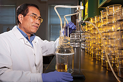 ARS chemist Aijun Zhang collects volatile compounds from apple juice.