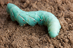 tobacco hornworm larva.