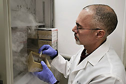 microbiologist Chris Skory locates a vial of Leuconostoc bacteria from a collection of frozen isolates.