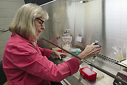 Chemical engineer Pat Slininger adds a specialty sugar called isomelezitose to bacteria to test the sugar’s cell-protecting properties.