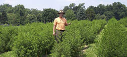 a scientist in a field of Artemisia plants