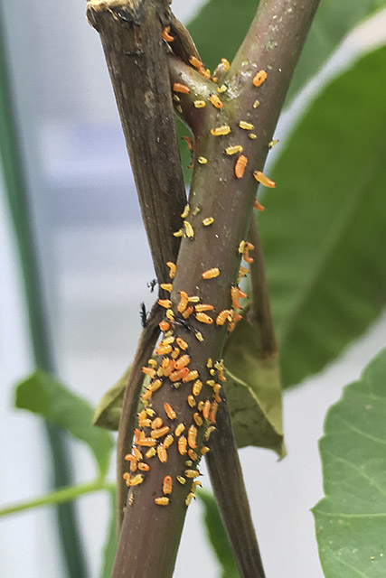 Orange thrips larvae cluster on a tree