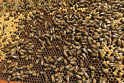 Honey bee workers on honeycomb