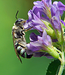 A female alkali bee