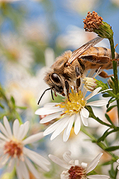 Honey bee on an aster flower. 