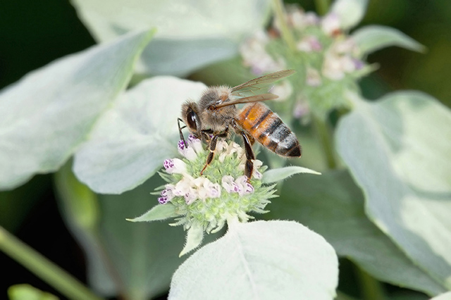 Honey bee on mountain mint flower