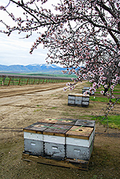 Honey bee colonies in bee boxes under a flowering almond tree.