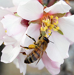 A honey bee pollinating an almond flower.