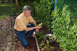 A gardener examines harvested lettuce in front of a trellis with snow peas.